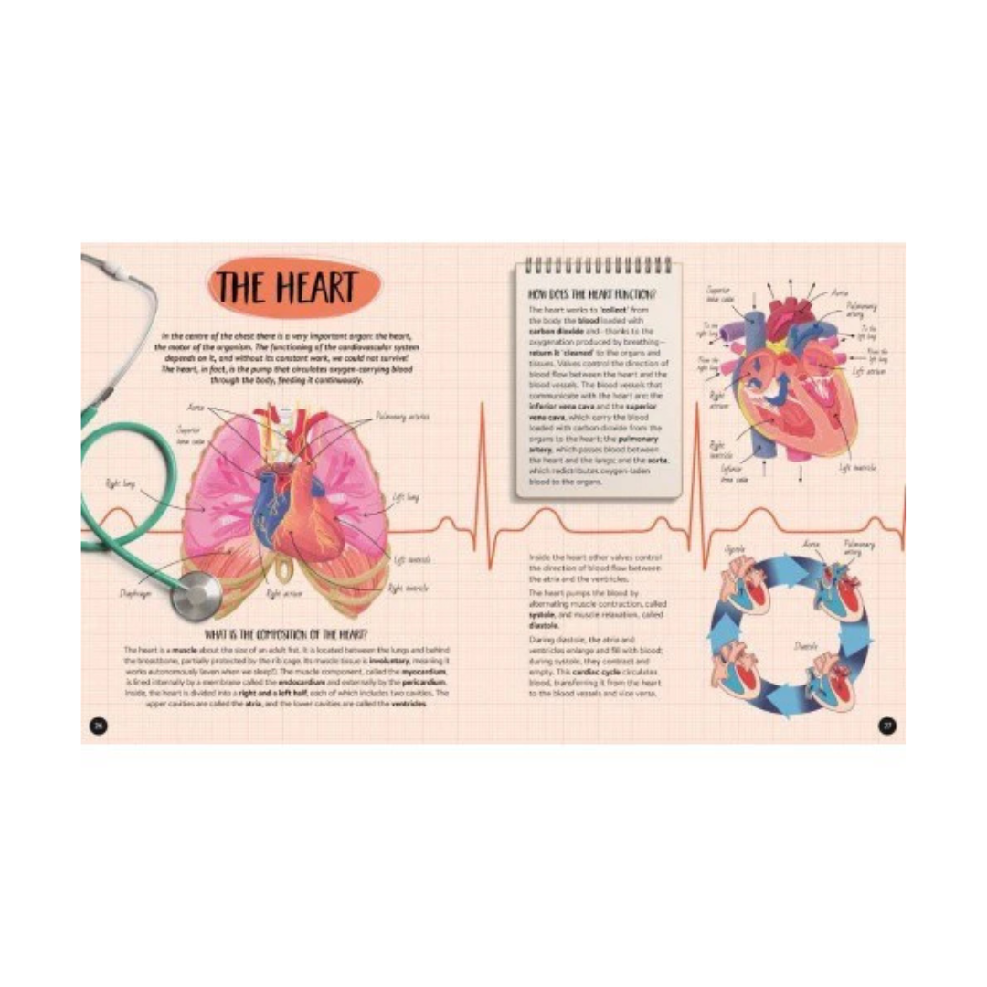 Sassi - What How Why The Human Body Book and Poster