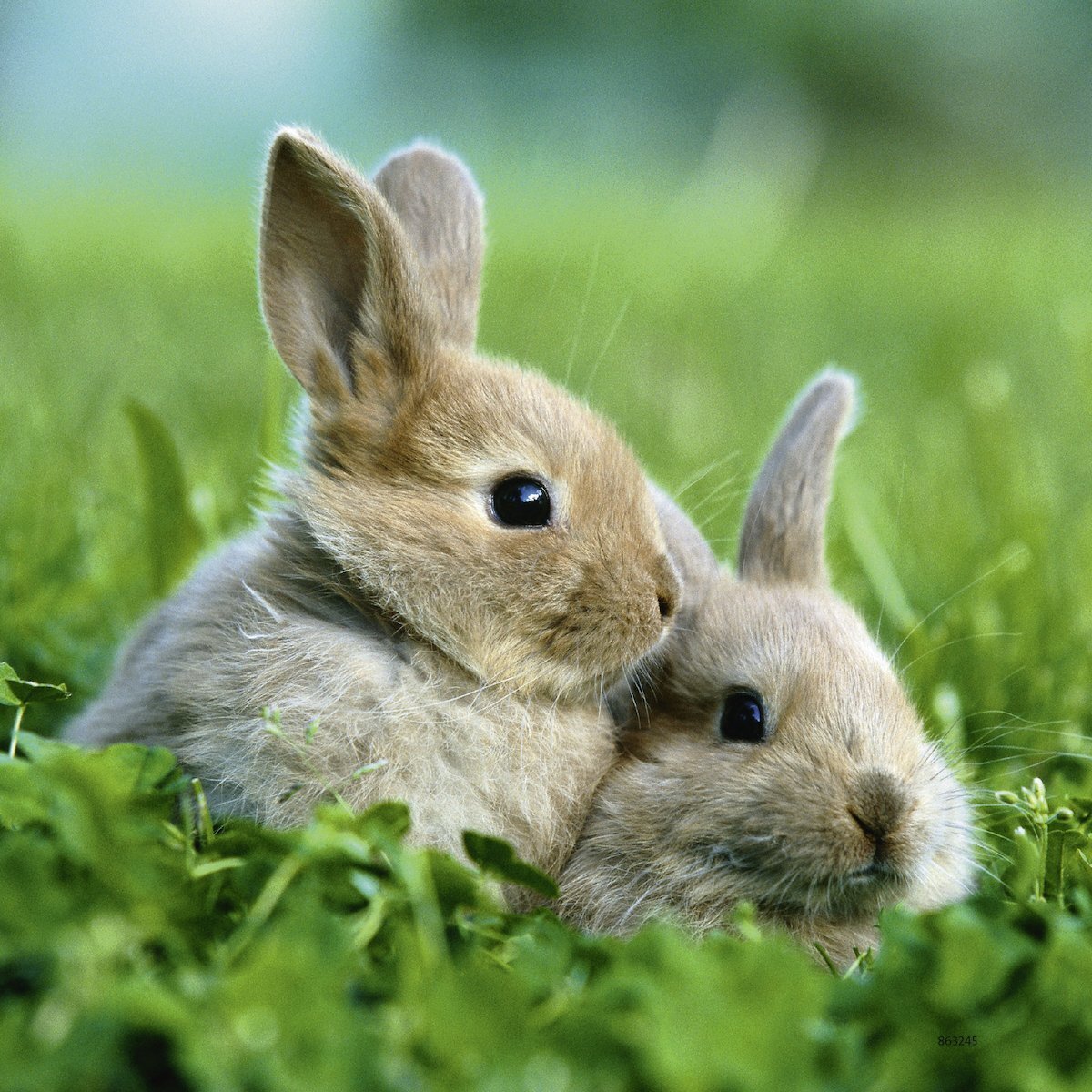 Ravensburger Cute Bunnies 3x49pc