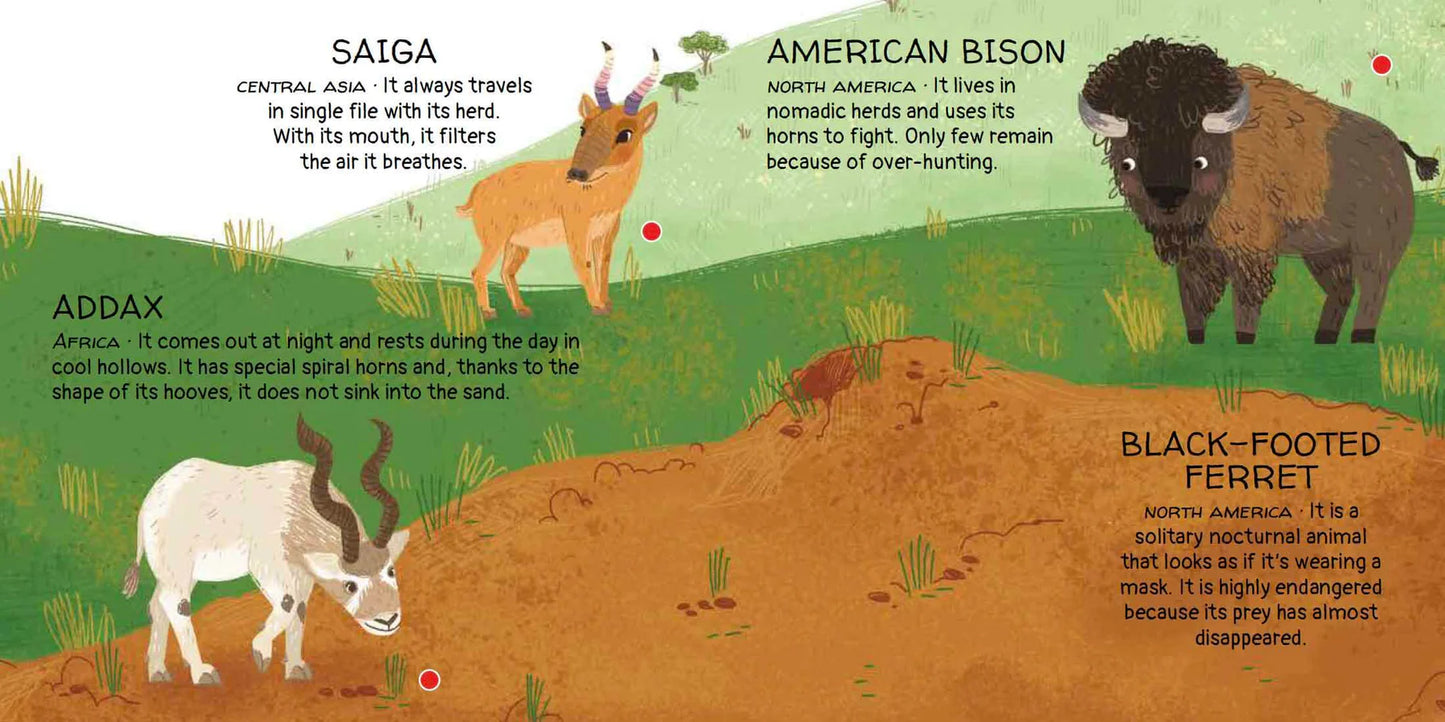 Sassi Games - Memory Matching - Animals to Save | Deserts and Savannahs