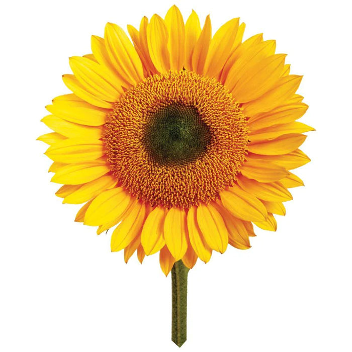 Giant Sunflower - Grow Your Own Sunflower