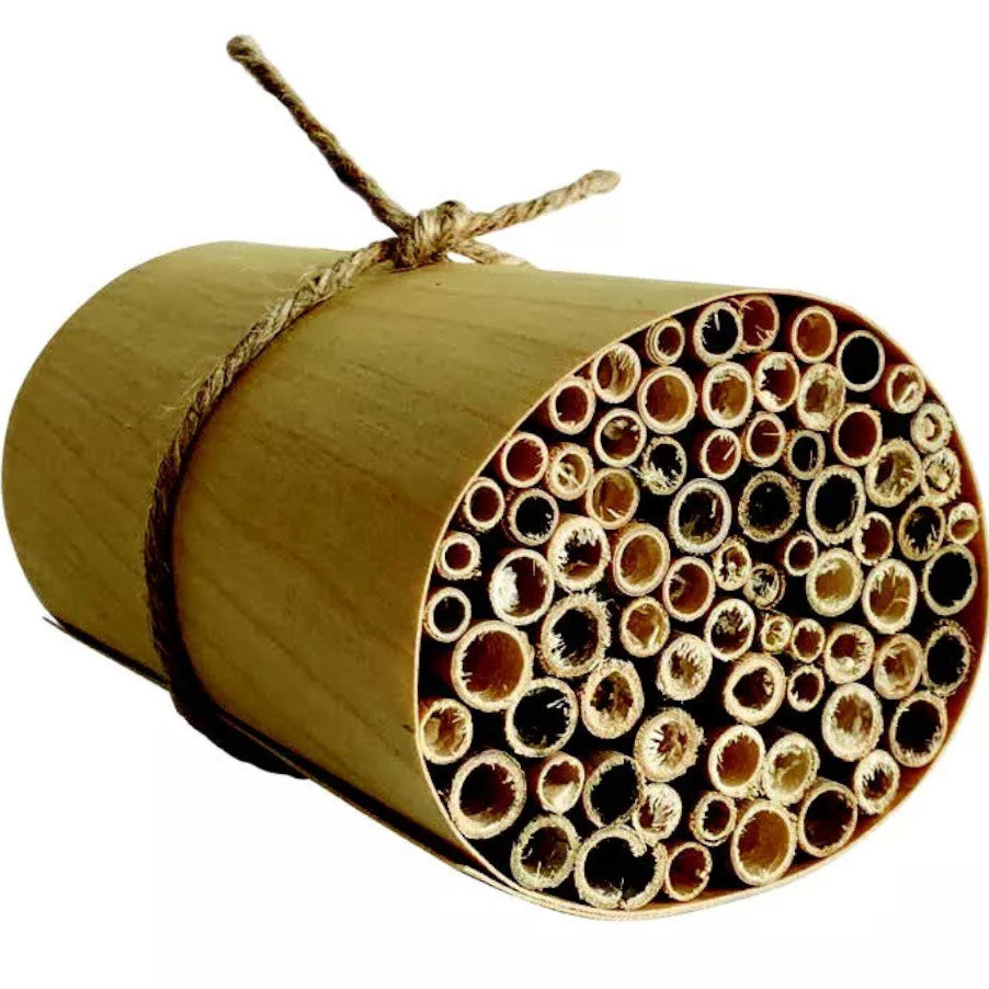 Discover Bees Wonders of Learning 1