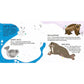 Sassi Games - Memory Matching - Animals to Save | Polar Ice