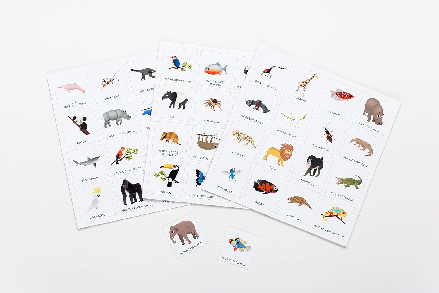 Jungle Bingo - Bingo for Kids