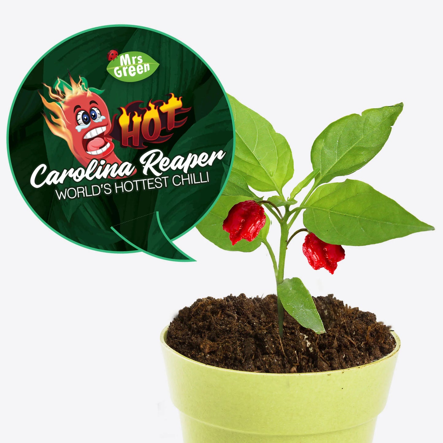 Carolina Reaper Chilli - Grow Your Own Carolina Reaper