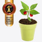 Carolina Reaper Chilli - Grow Your Own Carolina Reaper