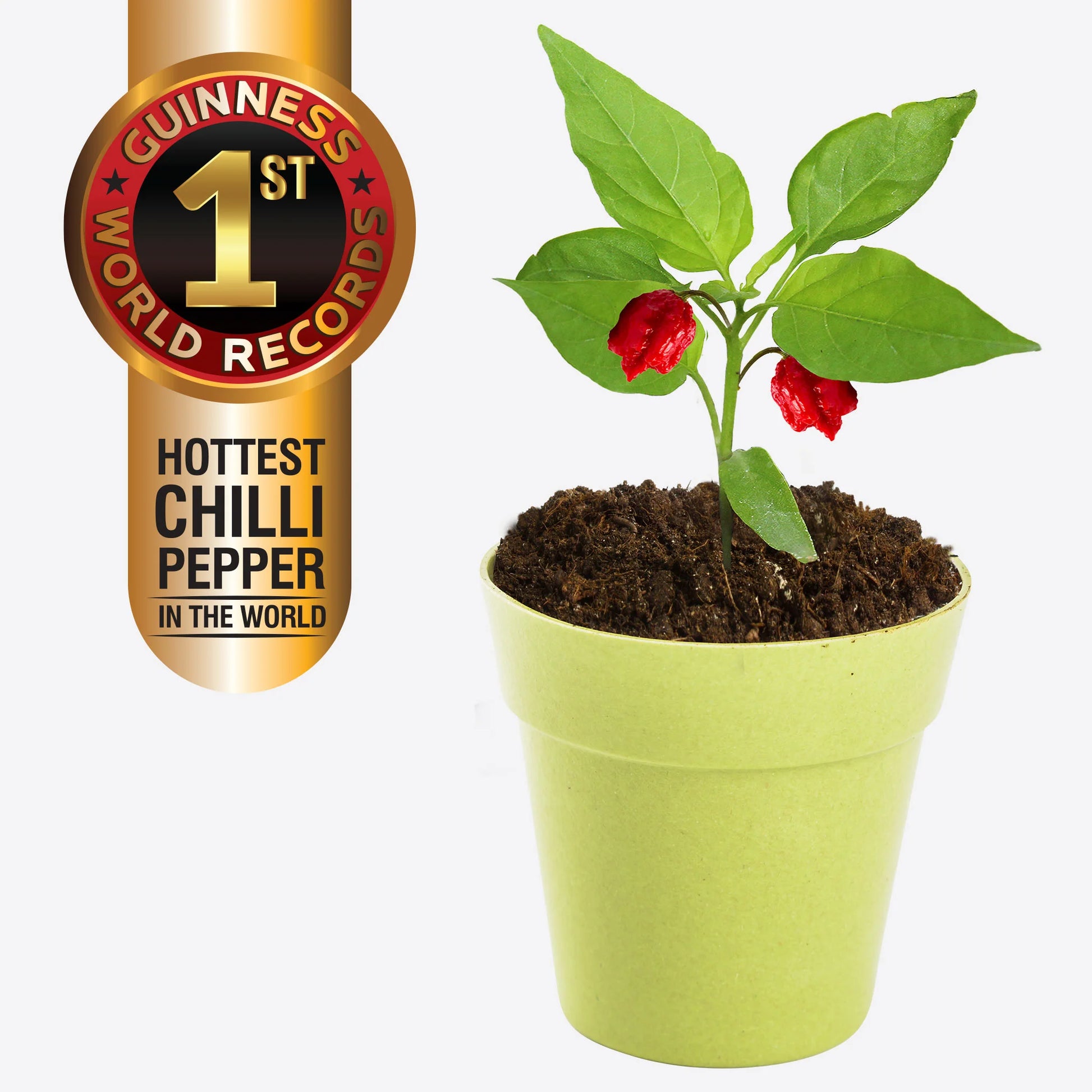 Carolina Reaper Chilli - Grow Your Own Carolina Reaper