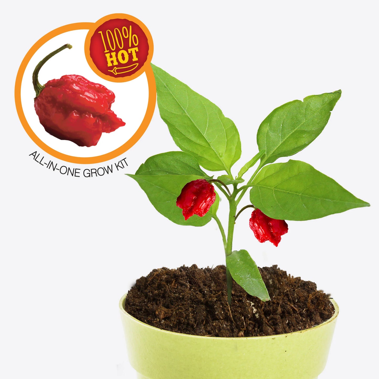 Carolina Reaper Chilli - Grow Your Own Carolina Reaper