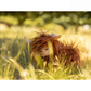 Nana Huchy - Heidi the Highland Cow | Rust