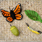 Tara Treasures - Lifecycle of Monarch Butterfly Felt Toy