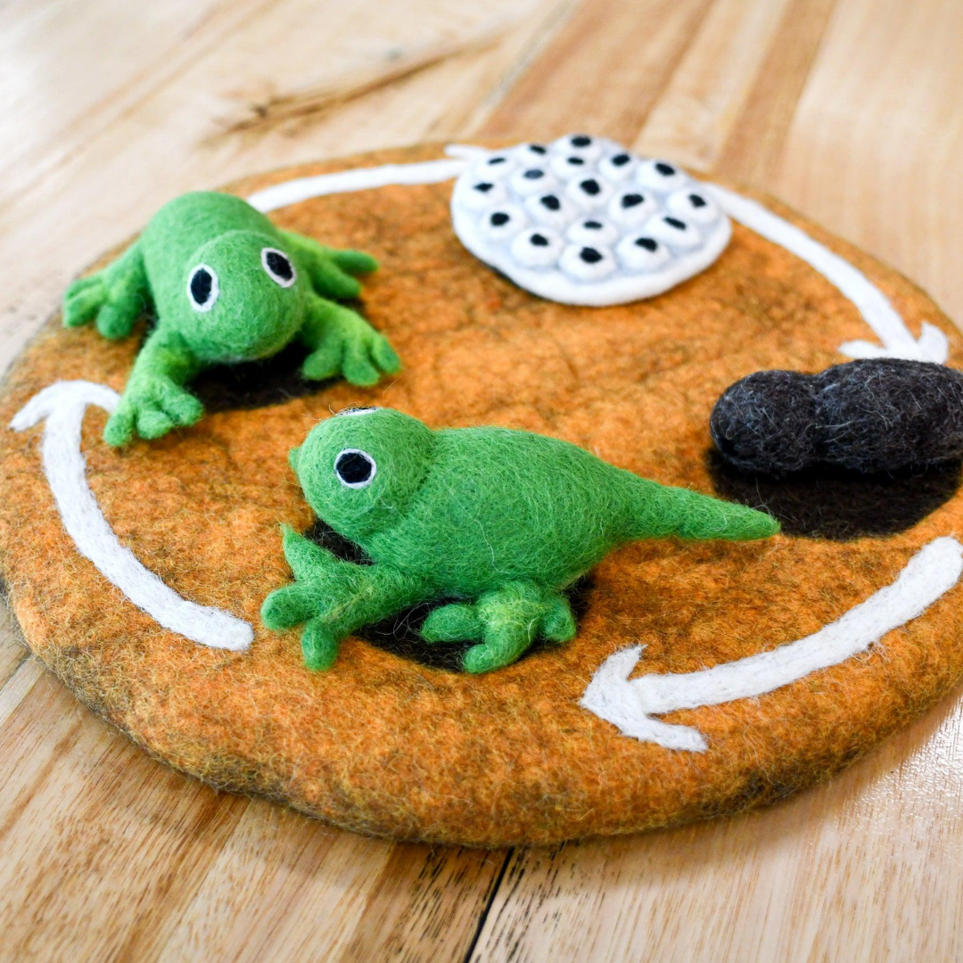 Tara Treasures - Lifecycle of a Frog