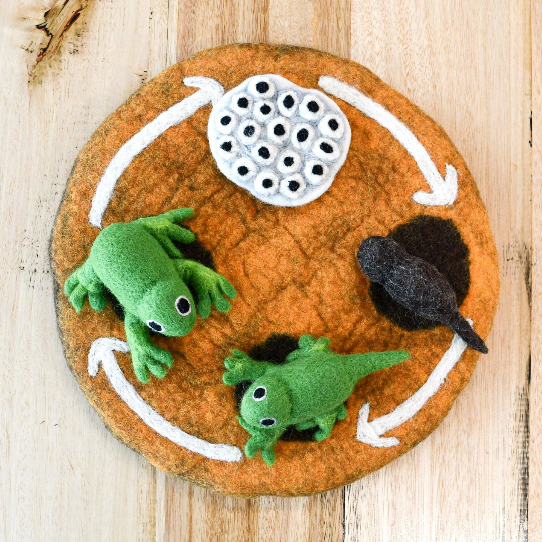 Tara Treasures - Lifecycle of a Frog