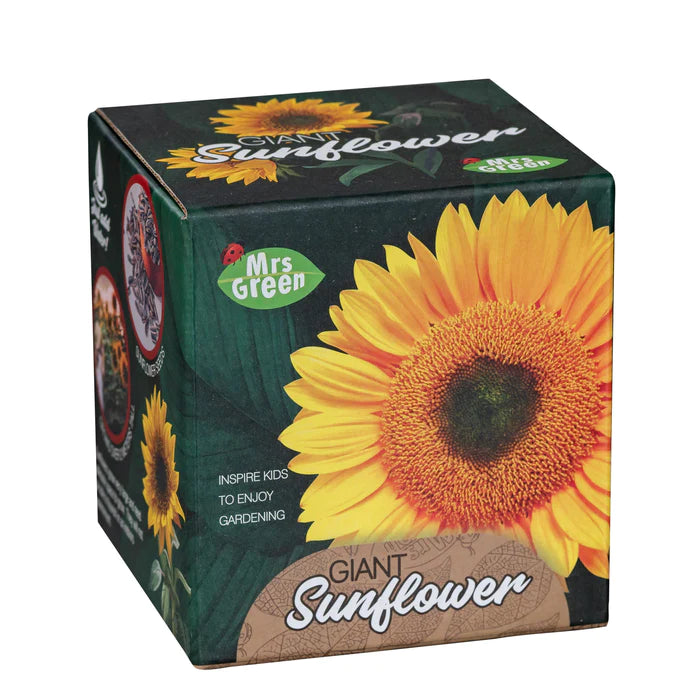 Giant Sunflower - Grow Your Own Sunflower