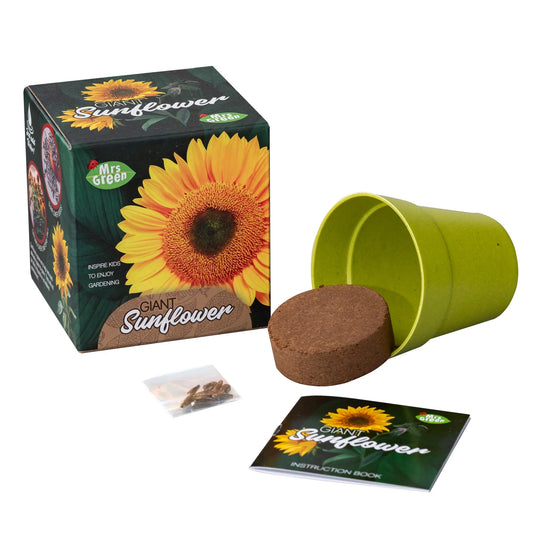 Giant Sunflower - Grow Your Own Sunflower