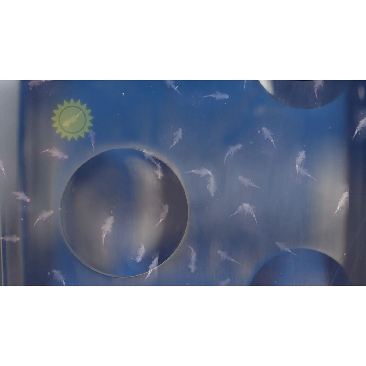 The Original Sea Monkeys - Sea-Monkeys Ocean Zoo (assorted colours)