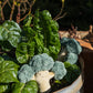 Nana Huchy - Bo Broccoli | The Green Friend