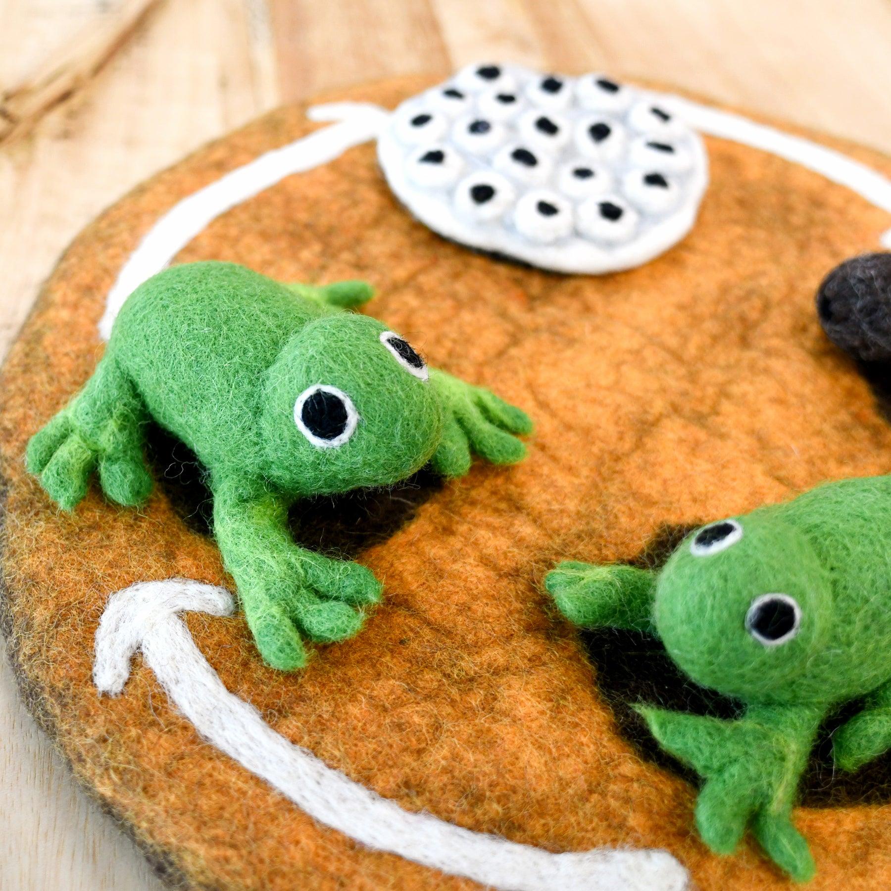 Tara Treasures - Lifecycle of a Frog