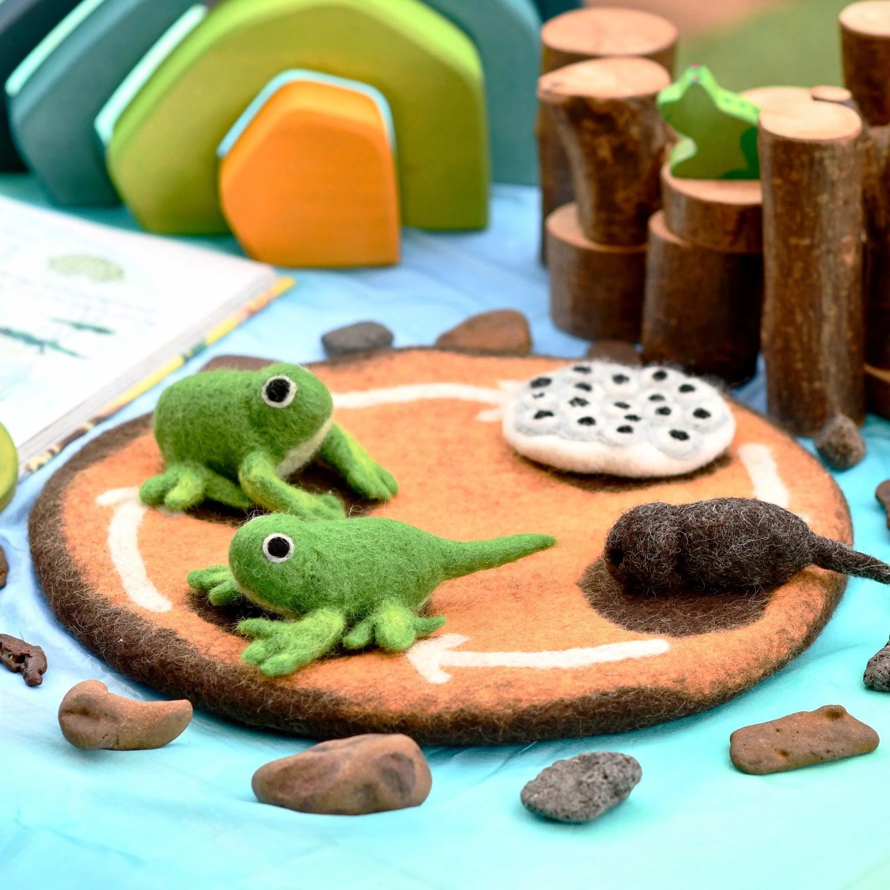 Tara Treasures - Lifecycle of a Frog