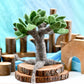 Tara Treasures - Felt Seasonal Tree | Summer