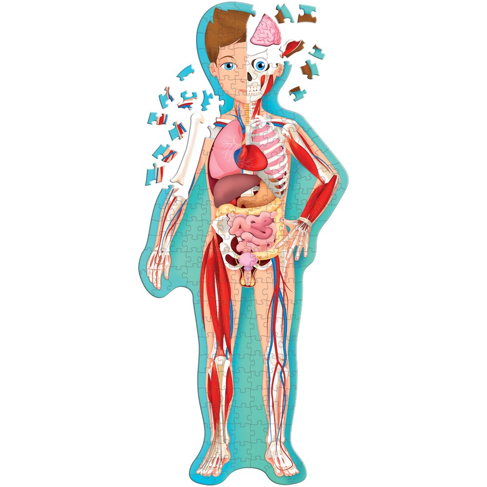 Sassi Human Body Learn and Explore with Puzzle and Book 2