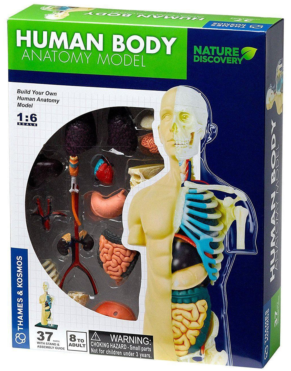 Thames & Kosmos Human Body Anatomy Model